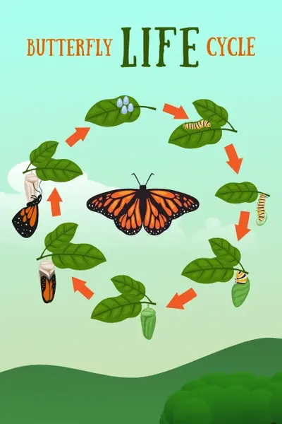 Butterfly Life Cycle Visual Study Aid