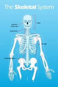 Skeletal System Poster